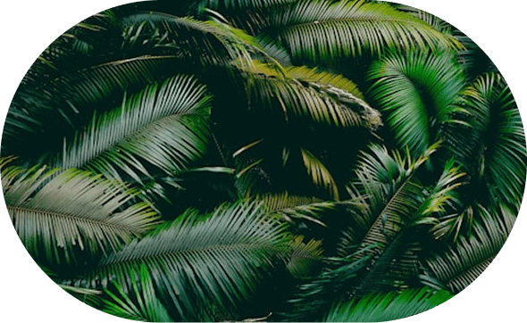 Support for reforestation efforts across North America