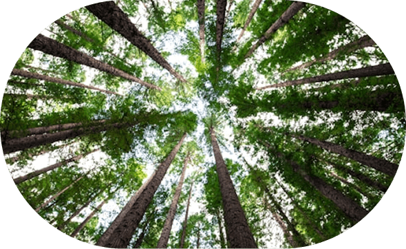 Support for reforestation efforts across North America